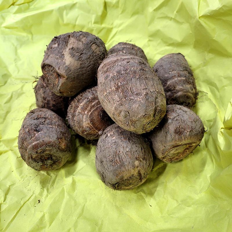1kg 種芋 大和 L玉 富山県産 ヤマト 大和早生 サトイモ 里芋 栽培用 吉S DZ（Yahoo!・農業用品販売のプラスワイズ）