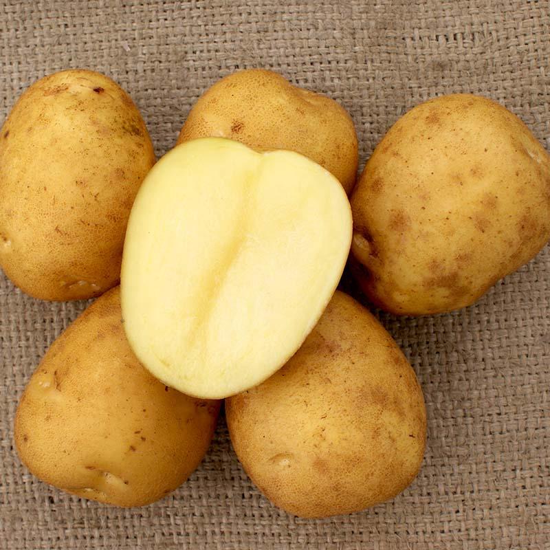 ＼大特価／ 1kg 種芋 とうや L玉 ネット入 ジャガイモ じゃがいも栽培用 吉S DZ (登録品種名:とうや) |  | 02