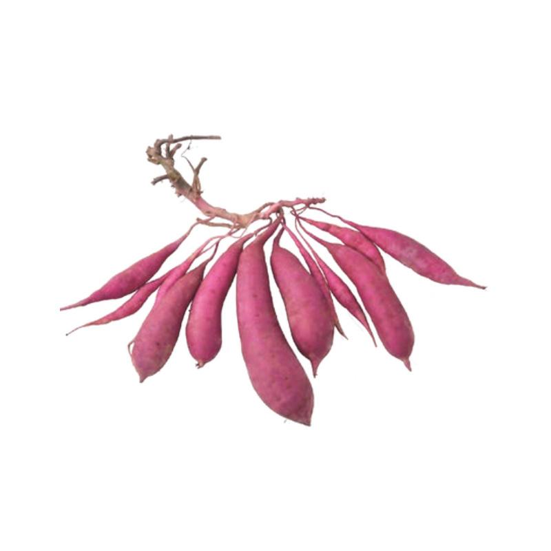 20本 さつまいも苗 紅はるか 山本苗屋 切り苗 つる苗 栽培用 家庭菜園 サツマイモ 吉S D PVP (海外持出禁止 登録品種名:べにはるか 登録第19255号) |  | 01