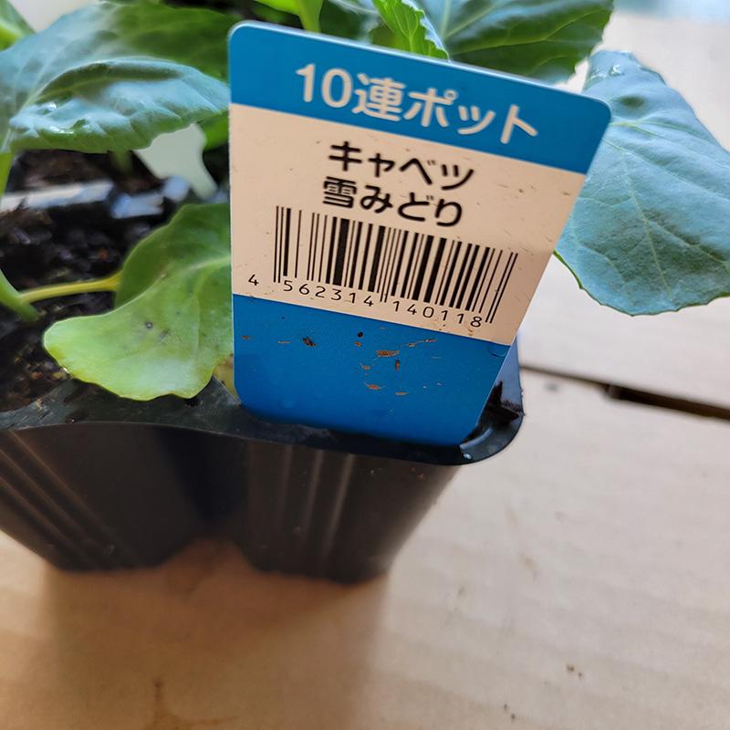10株 キャベツ苗 山本苗屋 [やひこ][越の里][雪みどり] 栽培用 家庭菜園 吉S D |  | 02