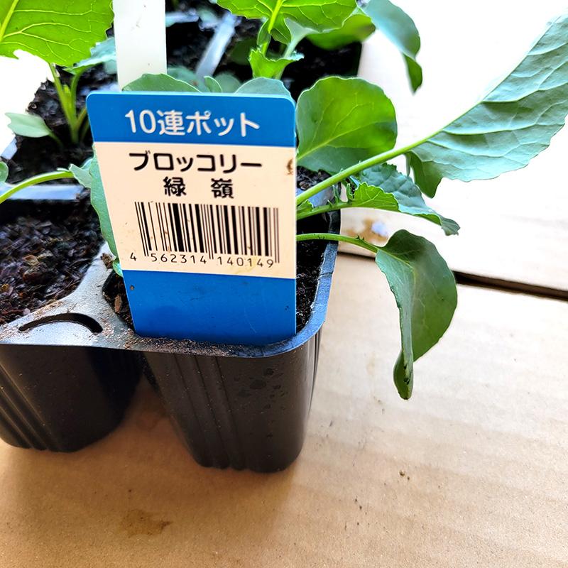 10株 ブロッコリー苗 山本苗屋 [緑嶺][エンデバー][スティックセニョール] 栽培用 家庭菜園 吉S D |  | 01