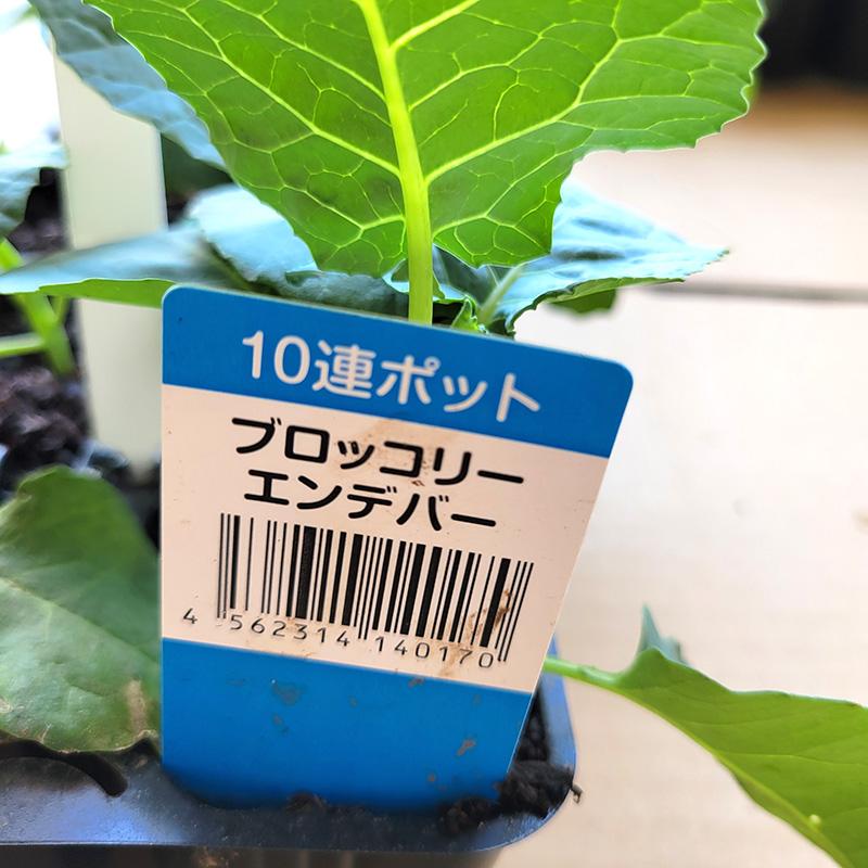 10株 ブロッコリー苗 山本苗屋 [緑嶺][エンデバー][スティックセニョール] 栽培用 家庭菜園 吉S D |  | 02