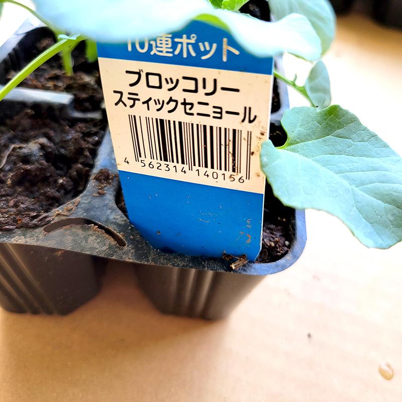 10株 ブロッコリー苗 山本苗屋 [緑嶺][エンデバー][スティックセニョール] 栽培用 家庭菜園 吉S D |  | 03