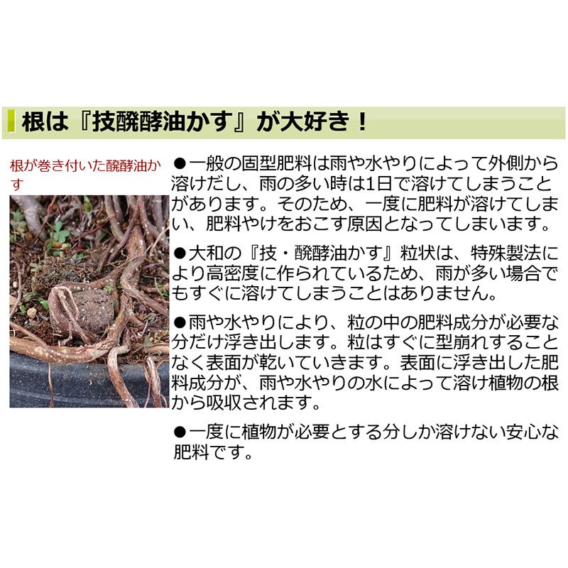 2kg 技 醗酵油かす 中粒 大和 有機質肥料 寒肥対応 洋蘭 観葉植物 庭木 果樹 花木 盆栽 吉S D |  | 05