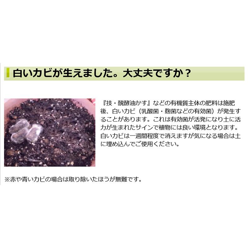 2kg 技 醗酵油かす 中粒 大和 有機質肥料 寒肥対応 洋蘭 観葉植物 庭木 果樹 花木 盆栽 吉S D |  | 06