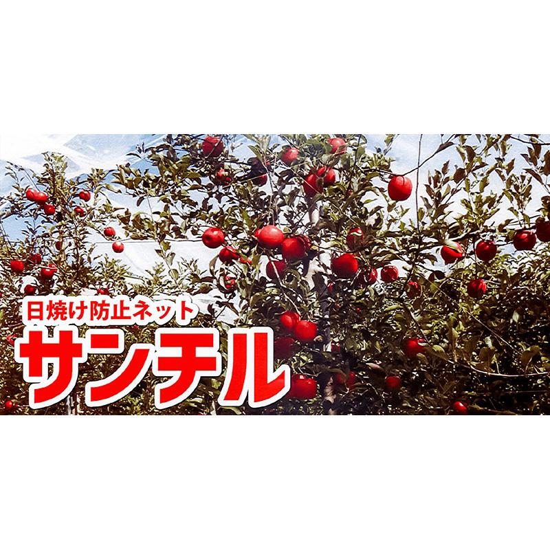 300枚 サンチル30 23cm×32cm 能任七 30%遮光 傘 日焼け防止 遮熱 果実 リンゴ 林檎 カボチャ 散光資材 被覆 散光 タS 個人宅配送不可 代引不可 |  | 02