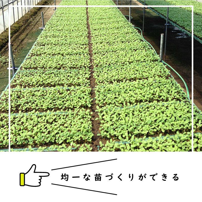 ねぎ苗　訳あり　２枚　チェーンポット　夏扇パワー　約500本と約460本 ねぎ苗 訳あり 2枚 チェーンポット 夏扇パワー 約500本と約