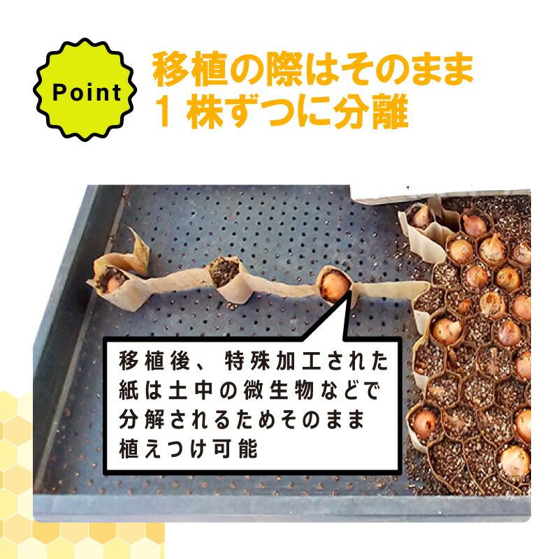 チェーンポット CP303 1冊 (単品) 株間5cm 264鉢 播種 種まき 育苗