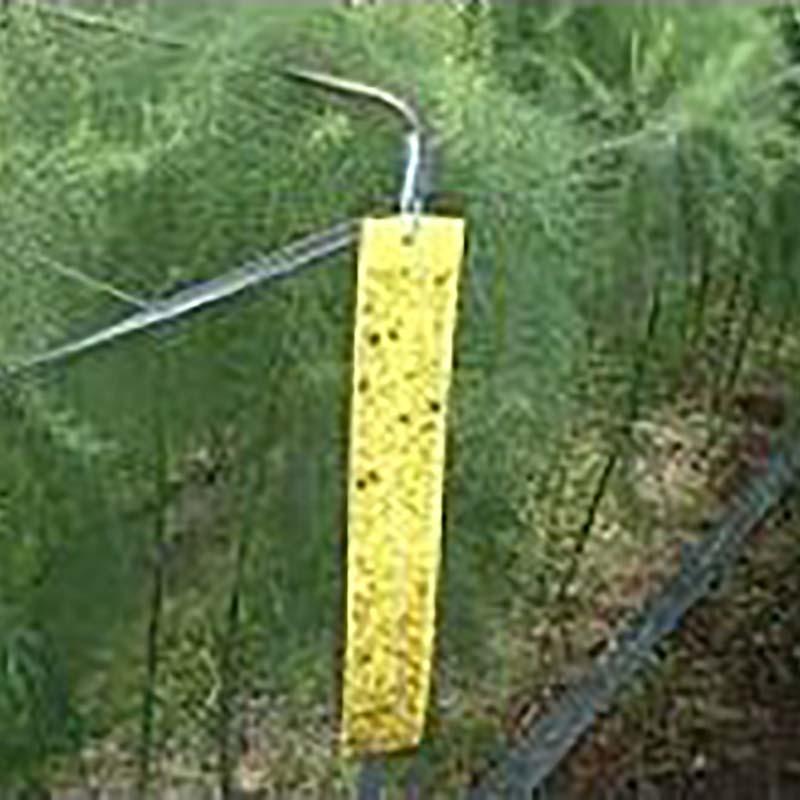 ビタットトルシー S100枚入(黄色) 50×350mm 害虫捕獲粘着紙 一色本店 DZ |  | 01