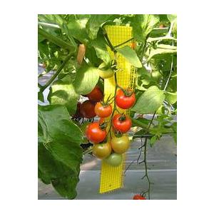 24袋ビタットトルシー ネット付 S25枚入(黄色) 50×350mm 捕虫紙 害虫捕獲粘着紙 害虫防除 害虫捕獲 害虫対策 ハウス栽培 農作物 園芸 農業 農業用品 一色本店 D |  | 01