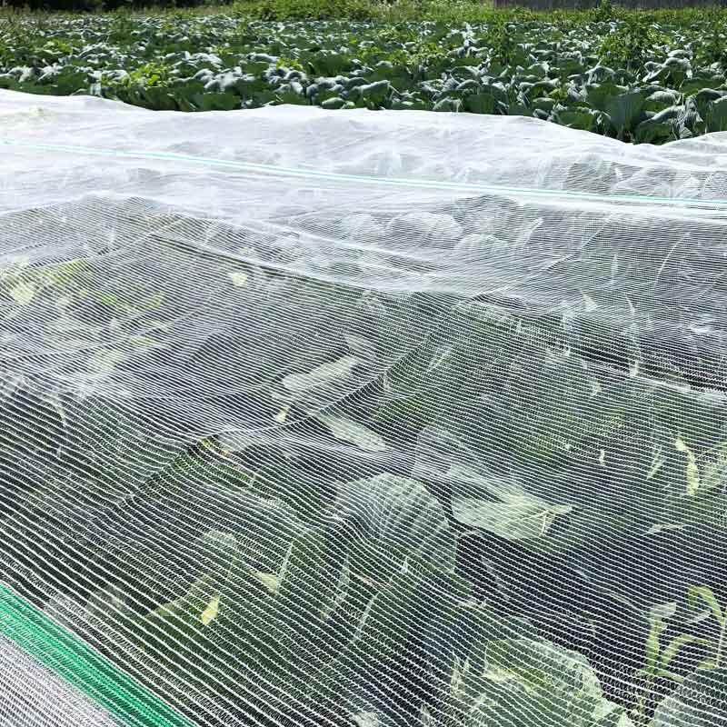 ダイオ タイフーンカバー 透明 4m×50m 137 防風ネット 防鳥 防雹 ゲリラ豪雨対策 べたがけ イノベックス サT 北海道不可 個人宅配送不可 代引不可 |  | 02