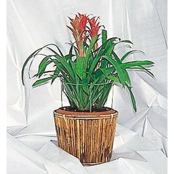 葉ダレ防止リング 大 直径 180mm×280mm (5セット入) 植木鉢用 第一ビニール 金TD |  | 01