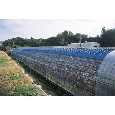 強力防鳥網 3.6×18m KC20S 約20坪用 30mm目 800D 青 金TD |  | 01