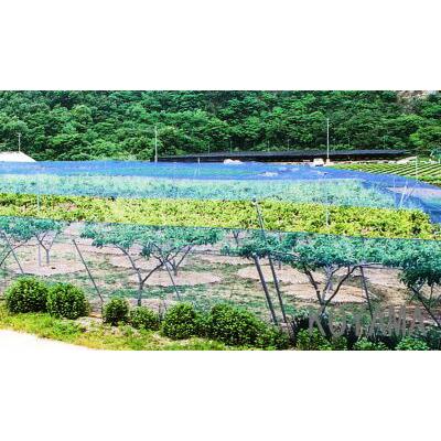 強力防鳥網 3.6×18m KC20S 約20坪用 30mm目 800D 青 金TD |  | 02