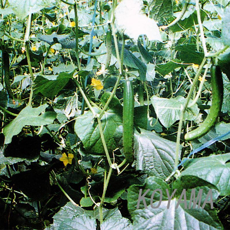 MARSOL キュウリネット 目合い24cm×巾1.8m×長さ18m 金TD |  | 01