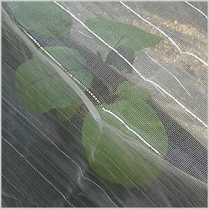 MARSOL 防虫メッシュきらり 1.8m×5m 防虫ネット 1mm目 金TD |  | 01