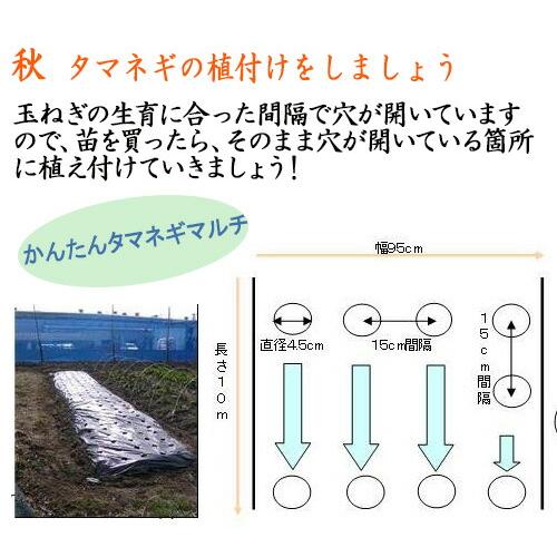 MARSOL かんたん タマネギ マルチ 黒 0.03mm×95cm×10m 4列 穴あき 金TD |  | 01