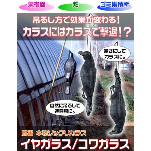 ミツギロン イヤガラス EG-38 鳥害・防鳥対策に 金TD |  | 01
