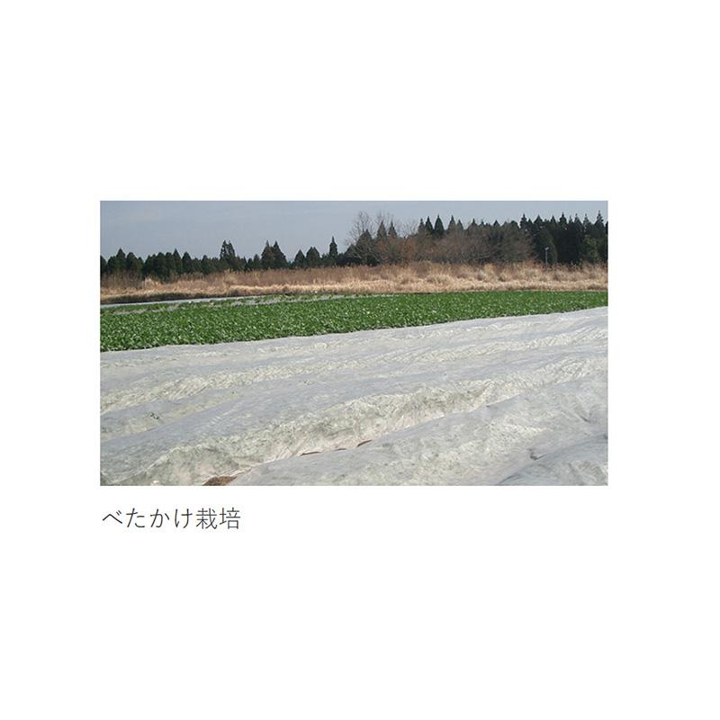 NEWアイホッカ #18 120cm×200m ダイヤテックス 生育促進 防霜効果 防虫・防鳥 農業用不織布 岩谷マテリアル イワタニ タS 個人宅配送不可 北海道不可 代引不可 |  | 01