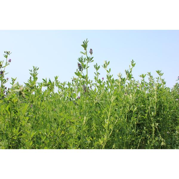 種 1kg PVP アルファルファ ケレス2 コート種子 畑地 酪農 牧草 緑肥 雪印種苗 米S 代引不可 海外持出禁止 登録品種名:ケレス2 農林水産省品種登録:第30068号 | 