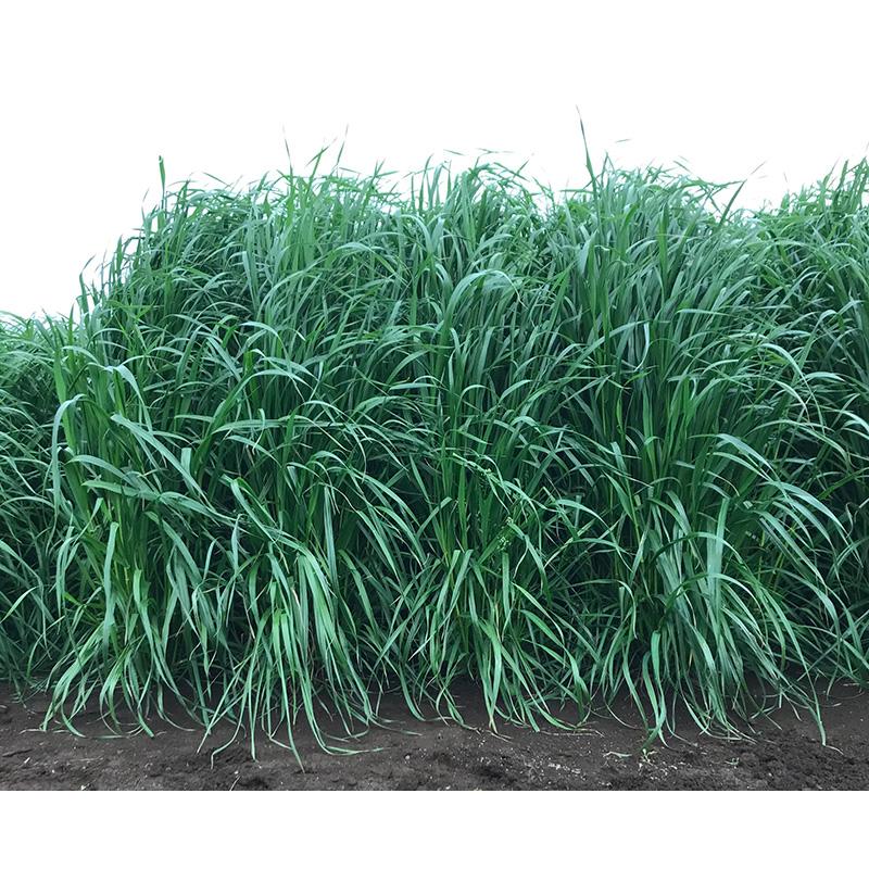 種 1kg イタリアンライグラス たちモン 晩生 雪印種苗 米S 代引不可 登録品種名:たちモン) | 