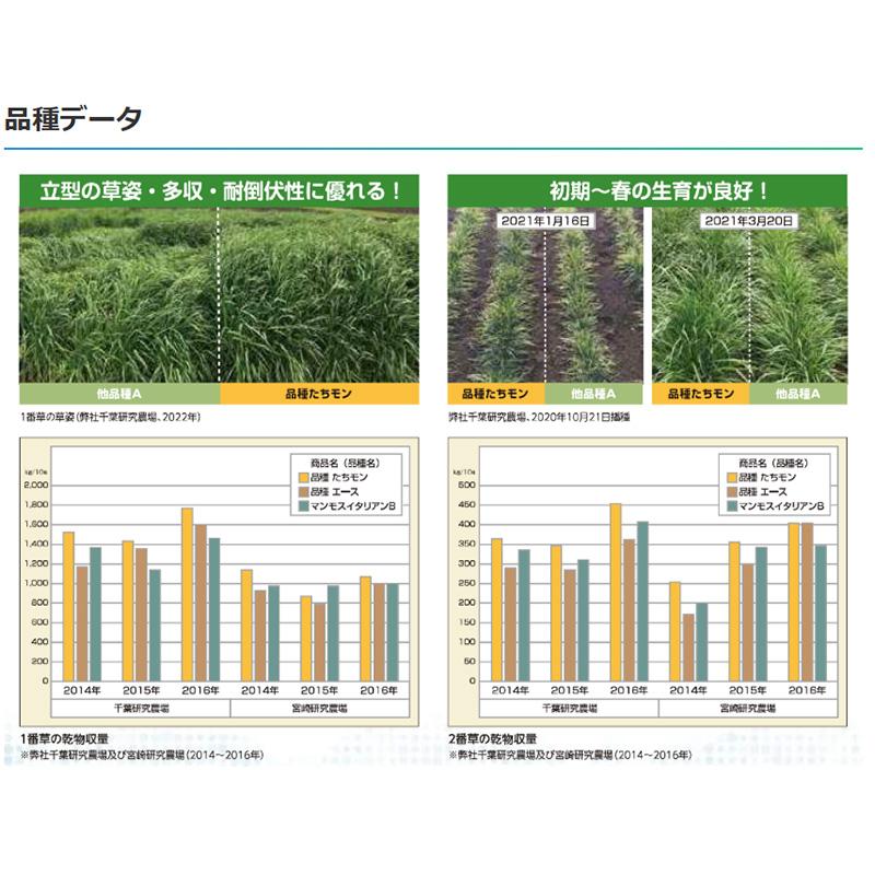 種 1kg イタリアンライグラス たちモン 晩生 雪印種苗 米S 代引不可 登録品種名:たちモン) |  | 02
