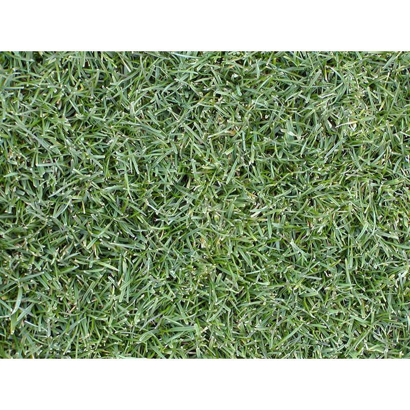 種 1kg ペレニアルライグラス ブラックキャット2 ウインターオーバーシード用 雪印種苗 米S 代引不可 | 