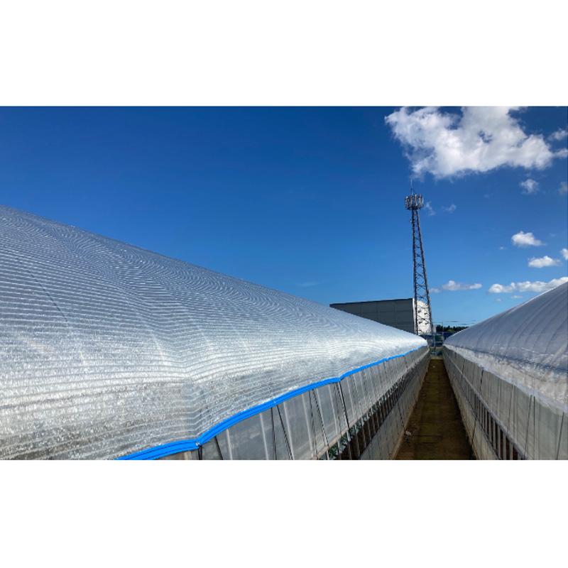 遮光ネット ダイオネオシェード 清冷 せいれい 2m×50m 遮光率45〜50％ 1220SRI クリアグレー 遮熱 イノベックス サT 個人宅配送不可 代引不可 |  | 03