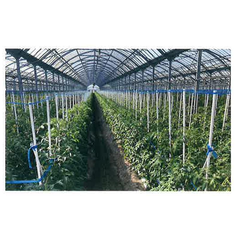 農業用支柱 イボ竹 ホワイト TCA142 積水樹脂 50本 直径20mm 長さ1800mm 支柱 農業 栽培 誘引 園芸 梨 桃 みかん トマト メロン等 サT 個人宅配送不可 代引不可 |  | 02