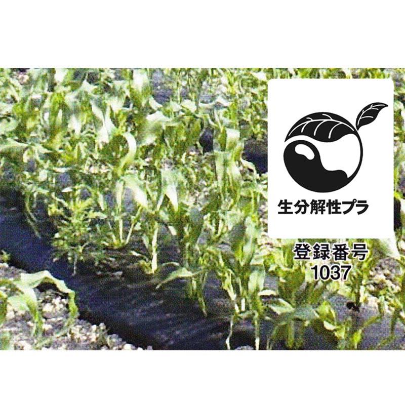 2本 生分解性マルチフィルム カエルーチ 黒 有孔 0.018mm×95cm×200m チドリ 孔径 4.5cm マルチ MKVアドバンス カ施 受注生産品 個人宅配送不可 代引不可 |  | 02