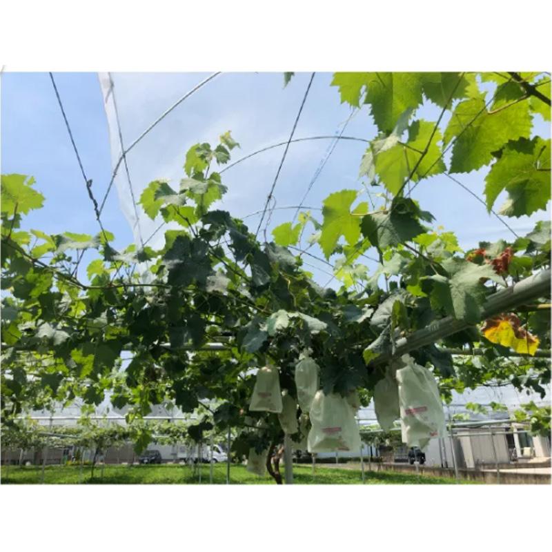 50本 ワンタッチトンネル支柱 18N型 線径4.5mm 有効長2145mm トンネル間口1800mm トンネル高さ700mm 日亜鋼業 NST 福山通運営業所止め限定 北海道不可 代引不可 | 日亜鋼業 | 05