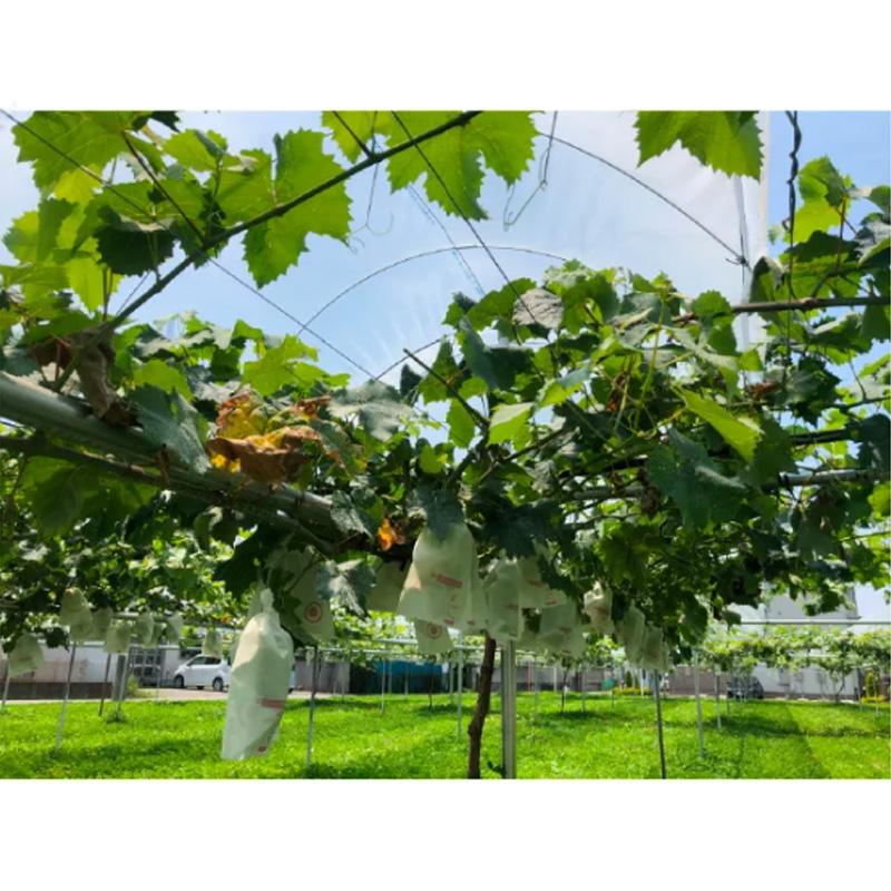 200本 SPクリップ 直径2.5mm クリップ ワイヤー固定 仮止め 整理 等 果樹棚 ビニール トンネル ハウス DIY 園芸 日亜鋼業 NST 北海道不可 代引不可 | 日亜鋼業 | 04