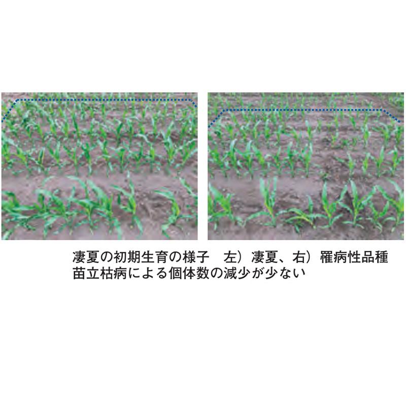 種 3500粒 トウモロコシ スノーデント 凄夏 SM6343 中生 飼料作物 とうもろこし 雪印種苗 米S 代引不可 |  | 01