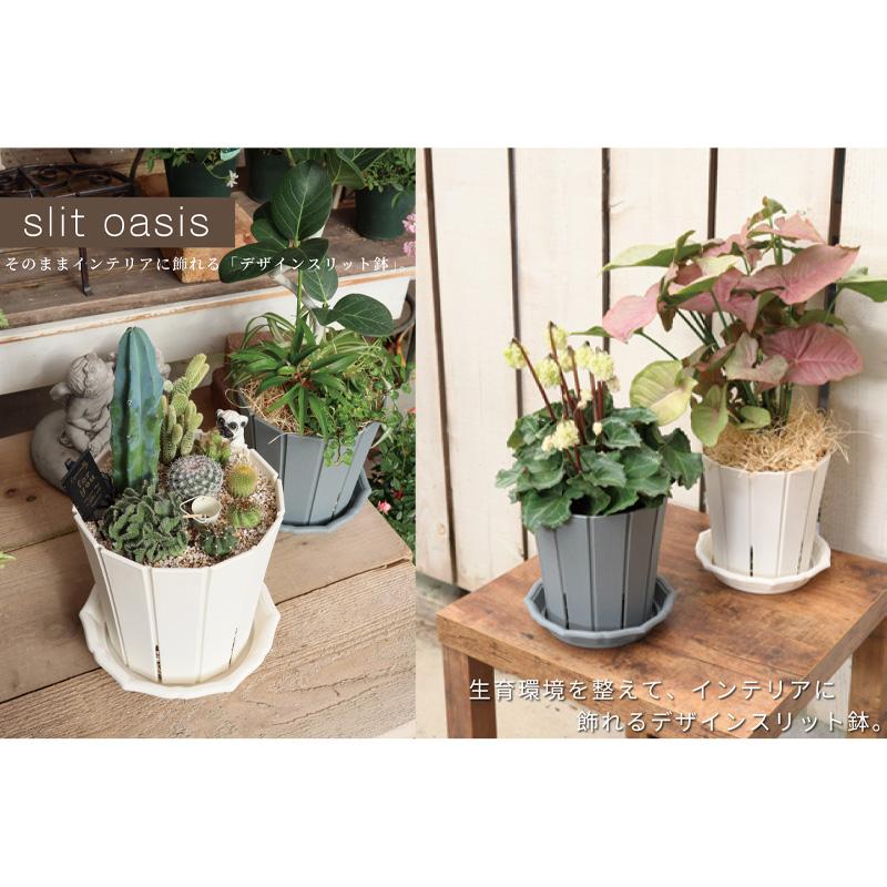 32個 スリットオアシス 8号 ダークグレー 240×243mm 7L 鉢 観葉植物 インテリア おしゃれ シンプル 寸胴型 アップルウェアー タS 個人宅配送不可 D |  | 01
