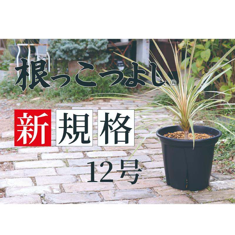 24個 根っこつよし12号 ブラック φ360×H300mm 16L 鉢 黒 多肉 観葉 宿根草 1年草 植物 根腐れ軽減 シンプル 寸胴型 アップルウェアー タS 個人宅配送不可 D |  | 05