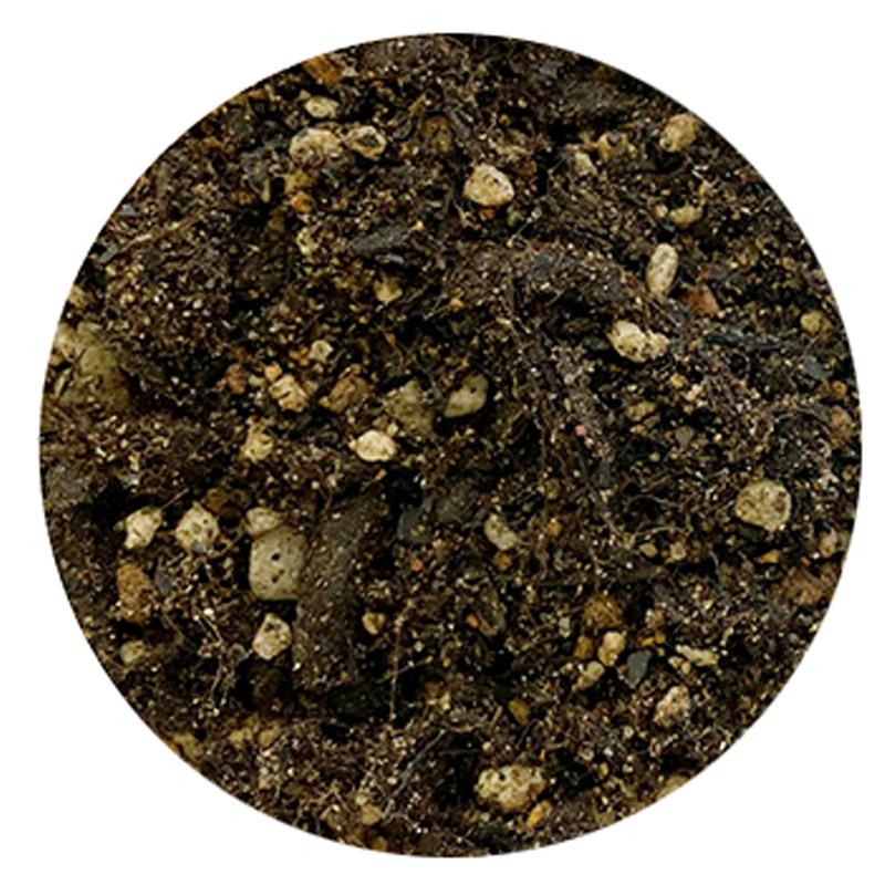 4袋 オリーブの土 10L オリーブ 土川砂配合 アルカリ性 植物 園芸 ガーデニング プロトリーフ PROTOLEAF カ園 代引不可 個人宅配送不可 |  | 01