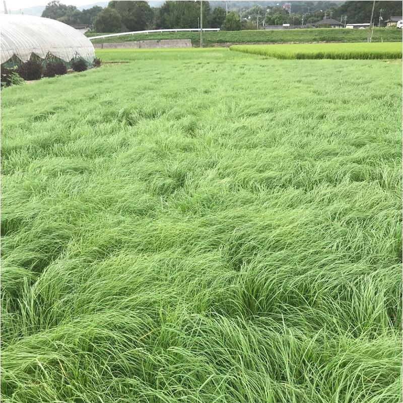 種 1kg テフグラス リーフガン ボーナス コート種子 極早生 飼料 雪印種苗 米S 代引不可 品種名:ボーナス | 