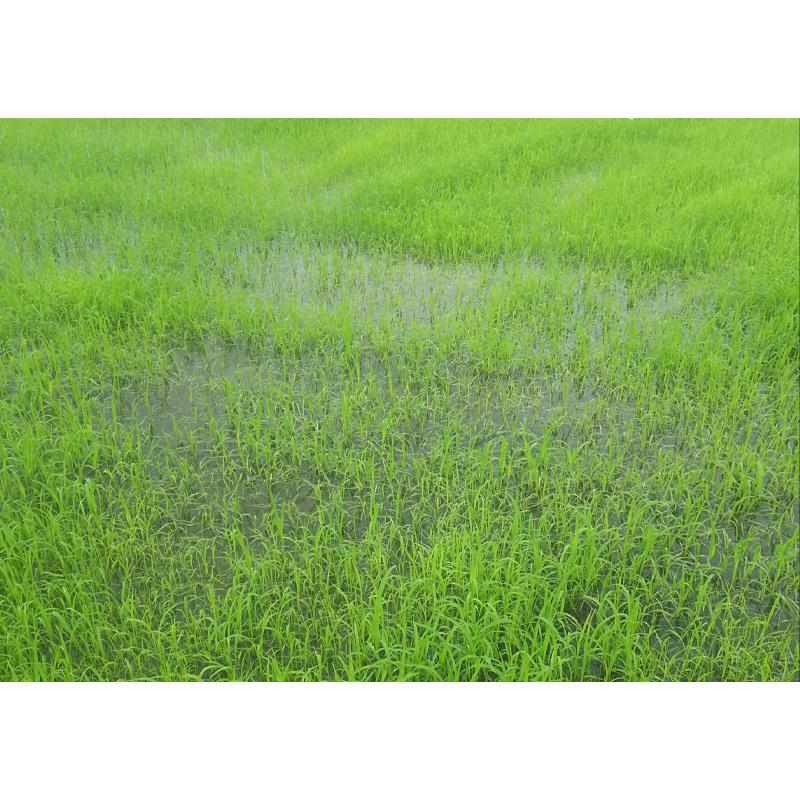 種 1kg テフグラス リーフガン ボーナス コート種子 極早生 飼料 雪印種苗 米S 代引不可 品種名:ボーナス |  | 01
