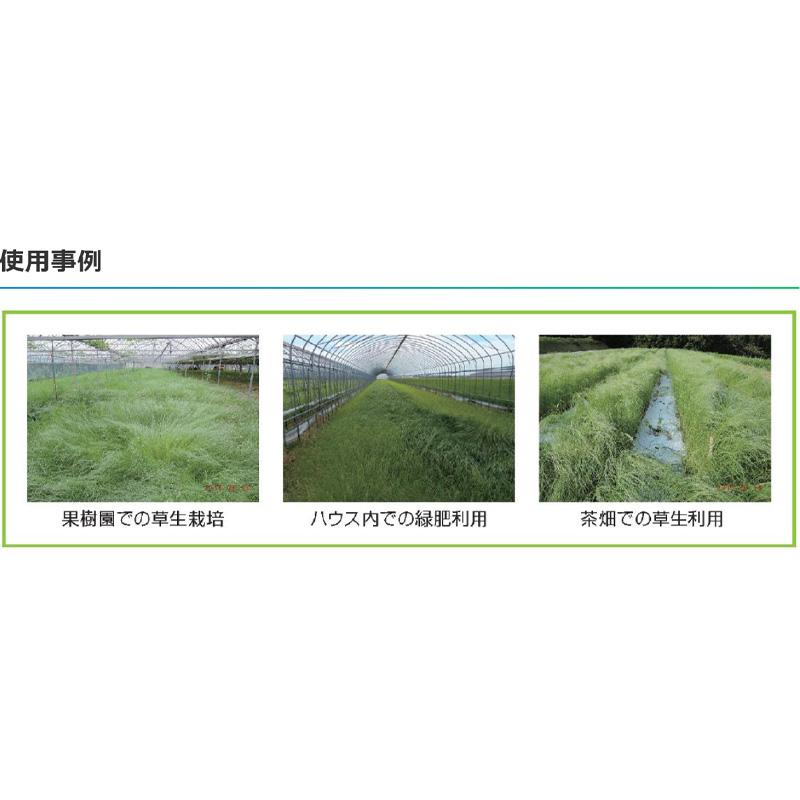 種 1kg テフグラス リーフガン ボーナス コート種子 極早生 飼料 雪印種苗 米S 代引不可 品種名:ボーナス |  | 06