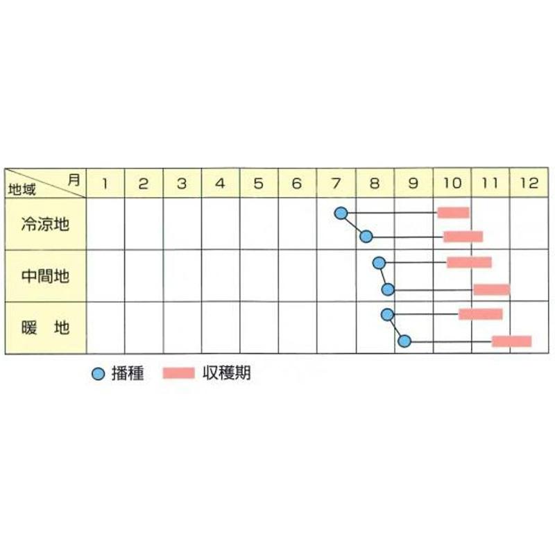 種子 0.8ml ハクサイ 早太郎 北越交配 栽培用 野菜タネ 野菜種子 野菜のタネ 白菜 北越農事 D |  | 02