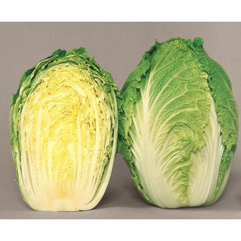 種子 0.8ml ハクサイ 早太郎 北越交配 栽培用 野菜タネ 野菜種子 野菜のタネ 白菜 北越農事 D |  | 03