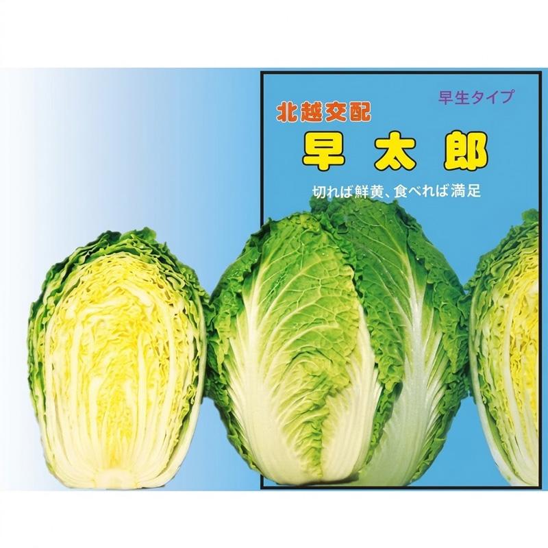 種子 20ml ハクサイ 早太郎 北越交配 栽培用 野菜タネ 野菜種子 野菜のタネ 白菜 北越農事 D | 