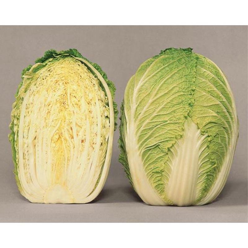 種子 0.8ml ハクサイ 中太郎 北越交配 栽培用 野菜タネ 野菜種子 野菜のタネ 白菜 北越農事 D |  | 03