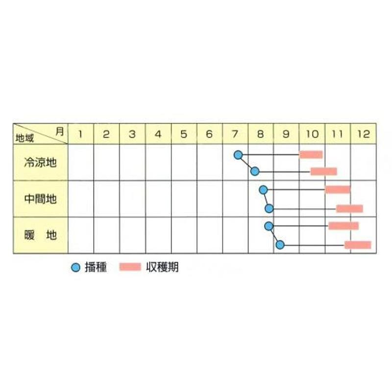 種子 20ml ハクサイ 中太郎 北越交配 栽培用 野菜タネ 野菜種子 野菜のタネ 白菜 北越農事 D |  | 02