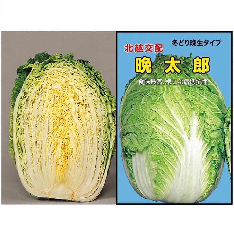 種子 20ml ハクサイ 晩太郎 北越交配 栽培用 野菜タネ 野菜種子 野菜のタネ 白菜 北越農事 D | 