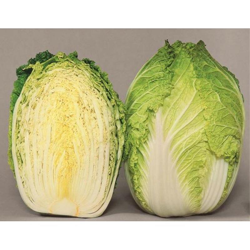 種子 20ml ハクサイ 晩太郎 北越交配 栽培用 野菜タネ 野菜種子 野菜のタネ 白菜 北越農事 D |  | 03