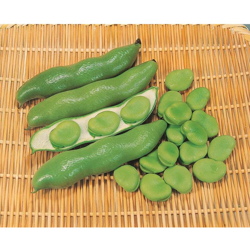 種子 1dl ソラマメ 蚕豆 セレクトグリーン 北越交配 栽培用 野菜タネ 野菜種子 野菜のタネ 北越農事 D |  | 01