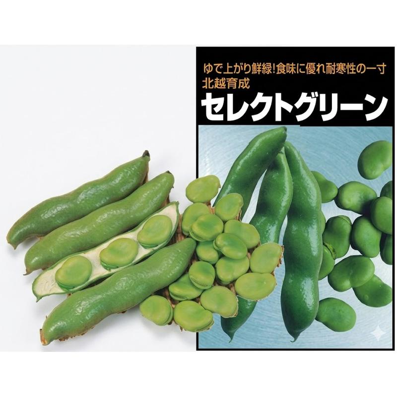 種子 1L ソラマメ 蚕豆 セレクトグリーン 北越交配 栽培用 野菜タネ 野菜種子 野菜のタネ 北越農事 D | 