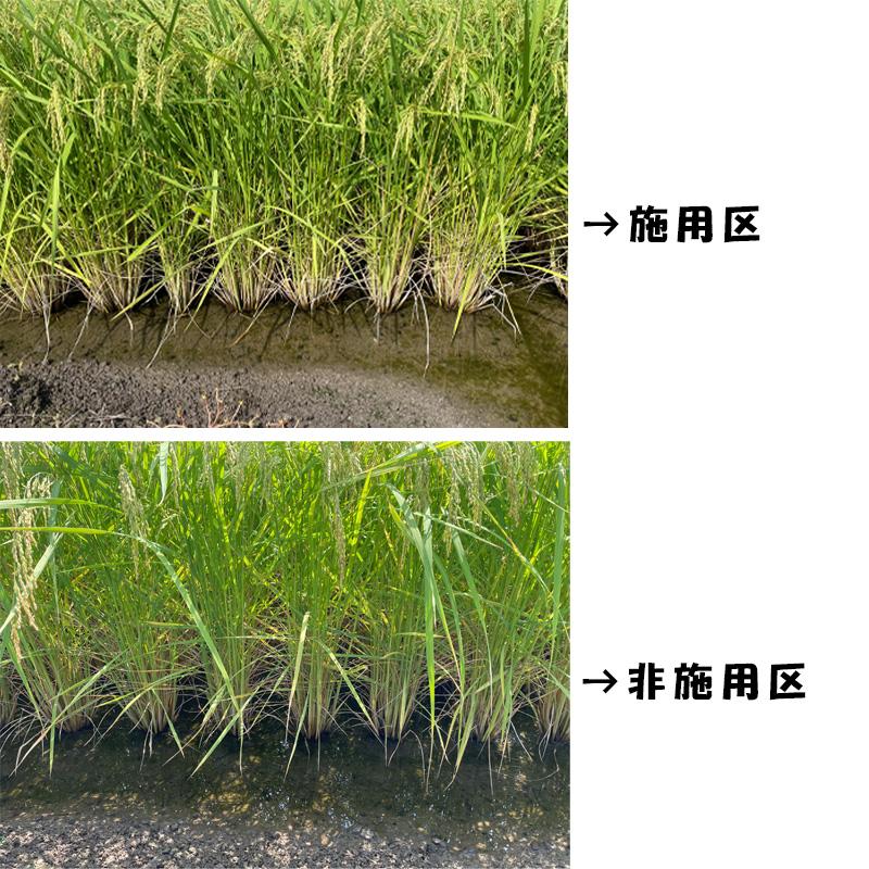 息吹プレミアム 10kg 顆粒タイプ ピートモス ゼオライト 土づくり 土壌改良材 水稲 農業 農家 汎陽科学 イB 代引不可 |  | 05