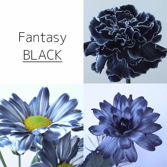 パレス化学 切花着色剤ファンタジー 100ml ブラック 切り花 着色 レインボー フラワー アレンジ 切り花着色剤 Z |  | 01